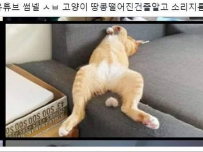 땅콩 떨어진 고양이