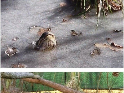 강추위에 얼어버린 악어들