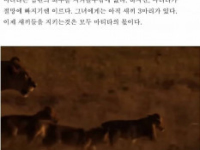 스압) 전설이 된 사자 다큐