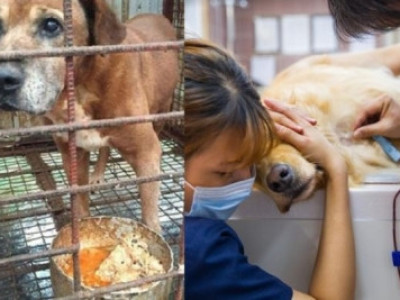 피를 주기 위해 살아가는, 나는 공혈견입니다