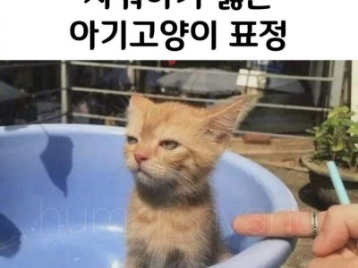 샤워하기 싫은 아기고양이