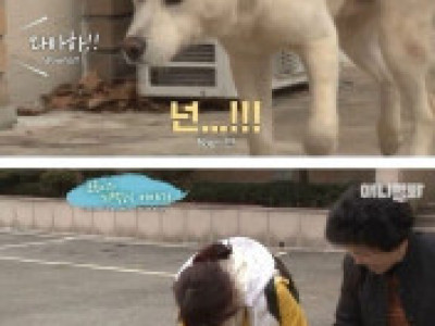 교통사고로 전신마비가온 댕댕이