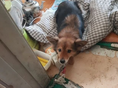 쓰레기방 쇠목줄 찬 강아지… 세상 떠난 주인 홀로 기다렸다