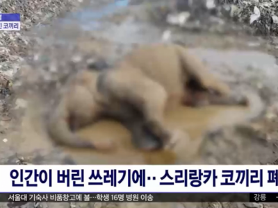 인간이 버린 쓰레기에‥스리랑카 코끼리 폐사
