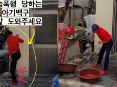 할머니에 밟히고 던져진 아기백구…사람들 보자 꼬리 흔들었다