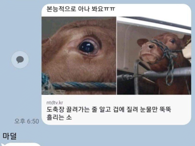 아들~ 엄마 오늘 소고기 먹는다~ 부럽지?