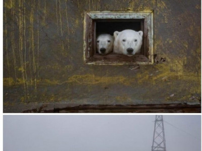 인간이 버린 건물에서 사는 북극곰