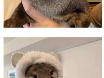수달에게 자꾸 모자를 씌우는 이유