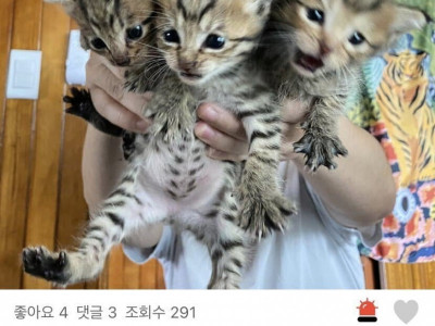 ??? 어미한테서 애들을 구출해 파는  미친 캣맘.jpg