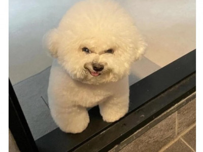 퇴근했는데 강아지 표정이 심상치 않다jpg