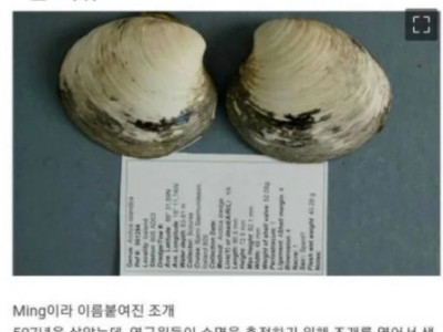 세상에서 가장 오래 산 조개가 죽어버린 이유jpg