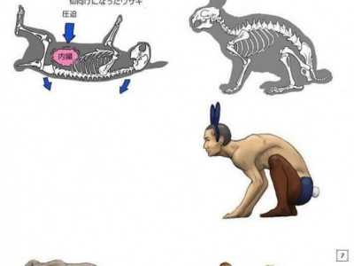 동물의 골격을 사람에게 대입해보면?