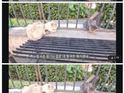 중국 가는거 포기한 여행 유튜버.jpg