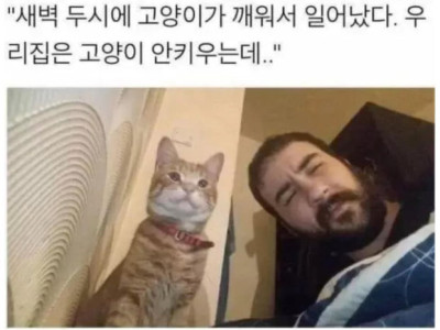 새벽 두시에 고양이가 날 갑자기 깨웠다