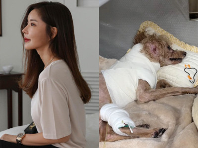 김준희 목줄 풀린 개가 반려견 무차별 공격..쇼크로 심정지까지 [전문]