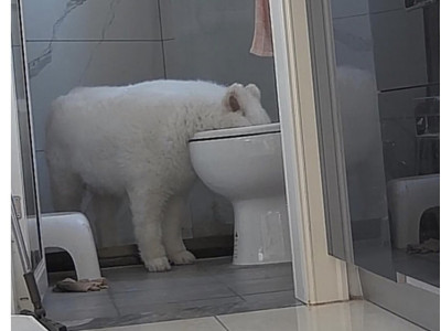 디갤] 강아지가 7일동안 물 안마셨길래..jpg