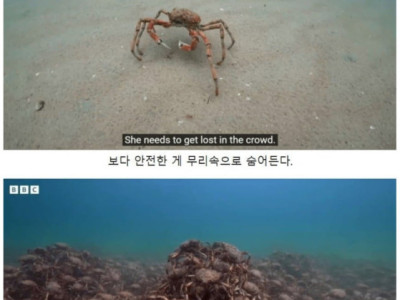 약한 개체를 육탄방어하는 게들