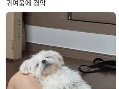 견생 첫 번째 명절을 버틴 강아지의 최후.jpg