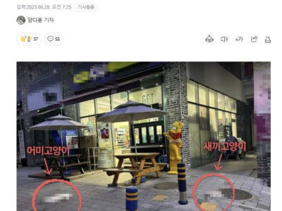 “방충망 찢어져 고양이 추락했다는 집주인, 알고보니 직접 던진 것