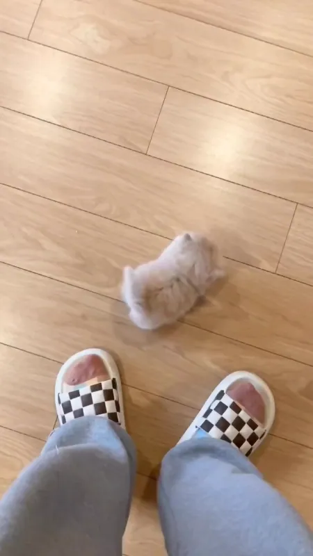 귀여운 아기냥이