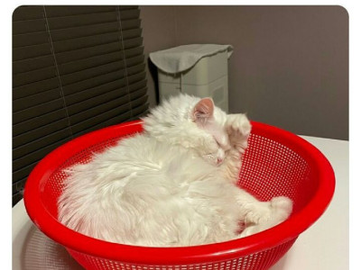의외로 고양이가 좋아한다는 물건.jpg