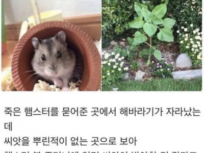 햄스터가 남기고간것.jpg