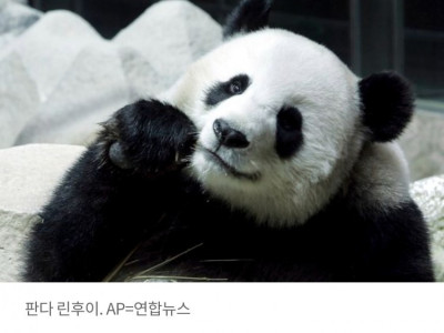 판다 고령으로 사망 부검 확인됐는데…태국, 6억 中보상 왜