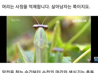 수컷사마귀가 암컷에게 잡아먹히는 이유..JPG