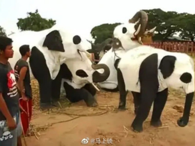 인도에 사는 판다 근황