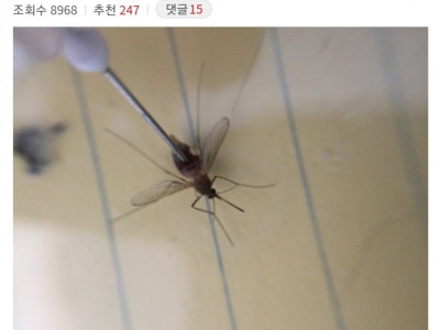 모기에게 환불받음