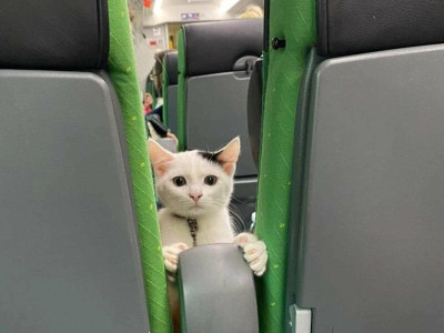 뒷자리 아저씨한테 관심 많은 고양이