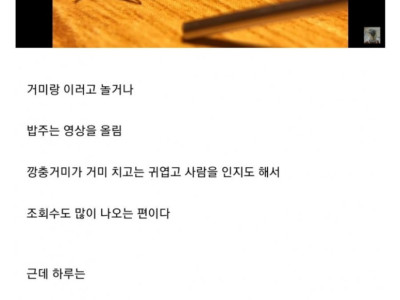 거미를 어이없게 죽여버린 일본의 거미 유튜버