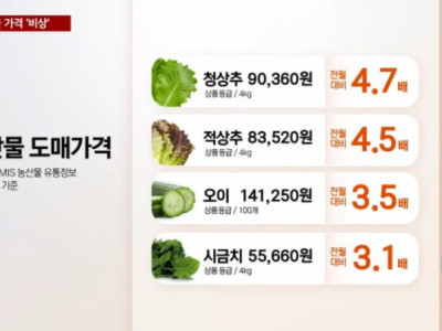 비상 걸린 야채 가격