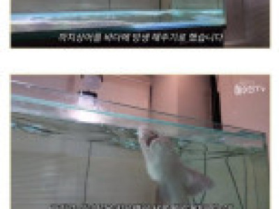 까치상어를 사온 유튜버.jpg