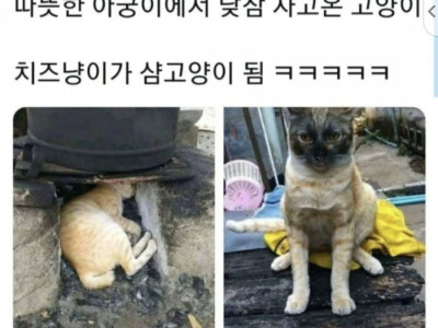 아궁이에서 잔 고양이의 최후.jpg