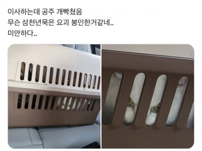 이사하는데 공주 빡쳤음.jpg