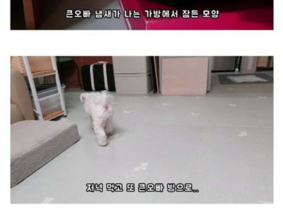 군대간 오빠만 기다리던 강아지 근황.jpg
