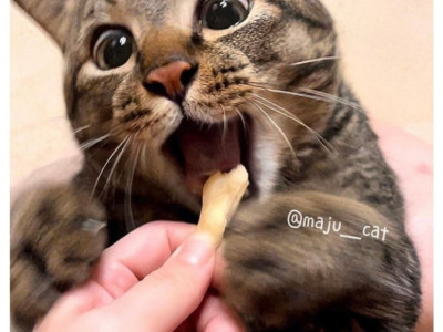 음식만 보면 눈 돌아가는 냥이.jpg