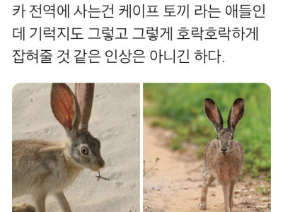 사자가 토끼를 잡을때 전력을 다하는 이유.jpg