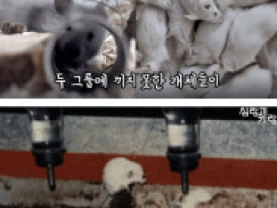 경쟁을 포기하는 세대