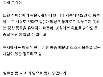 호주에서 절대 건들면 안되는 식물.jpg