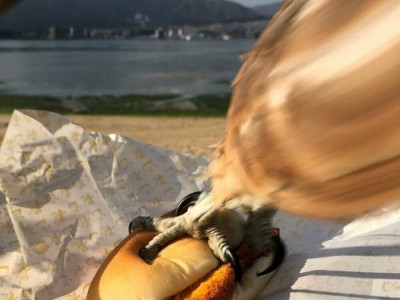 햄버거 인증 레전드