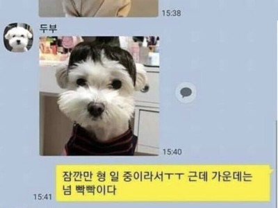만약 반려견과 카톡을 한다면