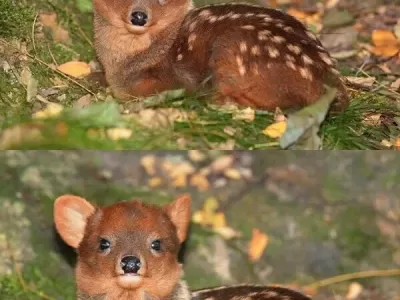 딱 알맞게 예쁜 사슴사이즈..JPG