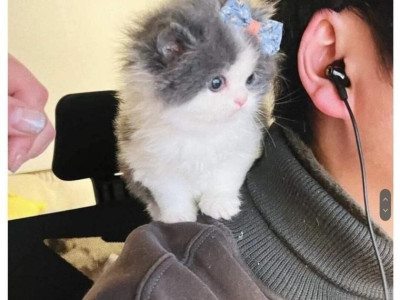 리본 묶은 고양이