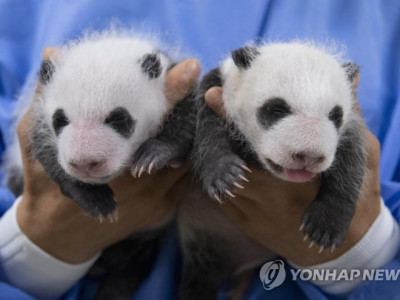 애기판다 쌍둥이 넘 귀엽다 ㅋㅋㅋㅋ