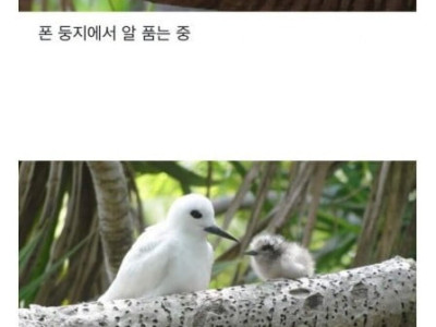 대충 적당히 사는 새