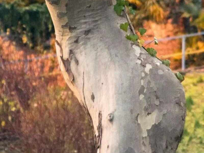 좀 야해보이는 나무..JPG