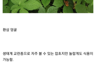 곧 씨가 마를 예정인 잡초.jpg