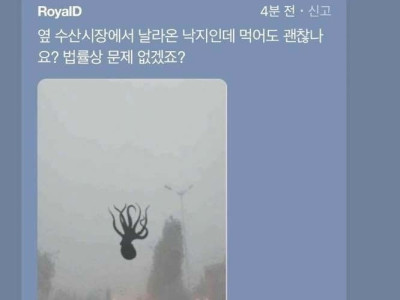 낙지 먹어도 되나요?